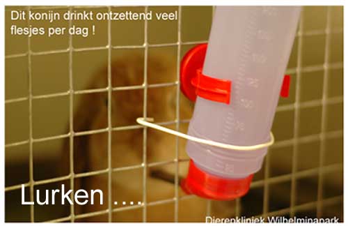 Het konijn is de hele dag aan het drinken, we noemen dit lurken